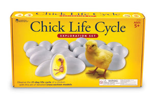 Learning Resources Chick Life Cycle