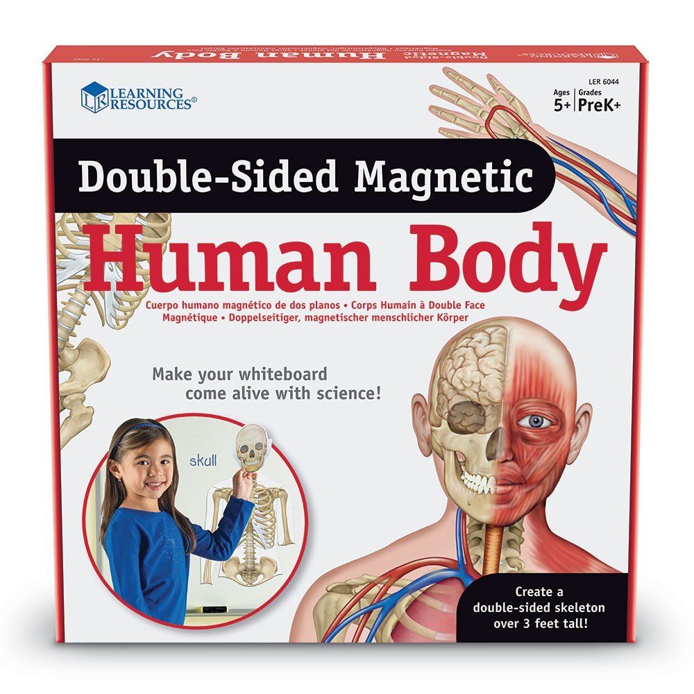 Learning Resources Double Sided Magnetic Human Body