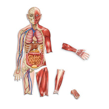 Load image into Gallery viewer, Learning Resources Double Sided Magnetic Human Body